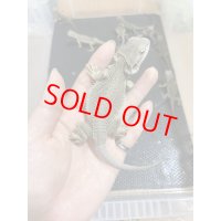 フトアゴヒゲトカゲZero ベビー