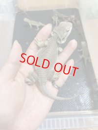 フトアゴヒゲトカゲZero ベビー