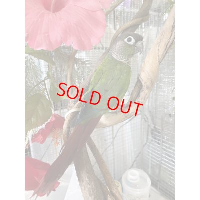 画像2: ウロコインコ