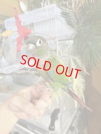 ウロコインコ