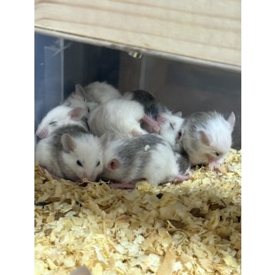 画像2: ヤワゲネズミ