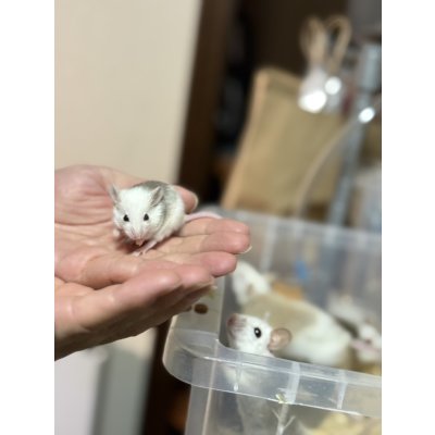 画像1: ヤワゲネズミ