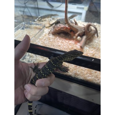 画像1: ナイルモニター