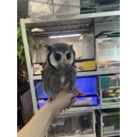 アフリカオオコノハズク