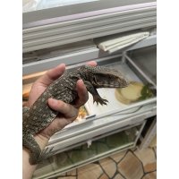 サバンナモニター