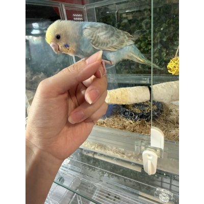 画像1: セキセイインコ