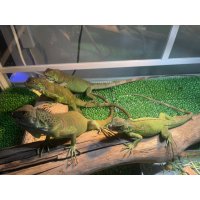 グリーンイグアナ ¥6,980〜7,980