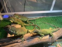 グリーンイグアナ ¥6,980〜7,980