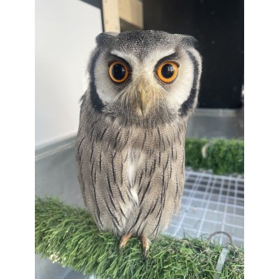 画像2: アフリカオオコノハズク