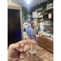 セキセイインコ　安心サイズ