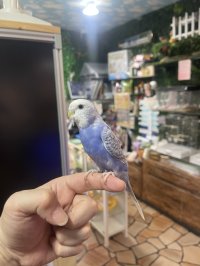 セキセイインコ　安心サイズ