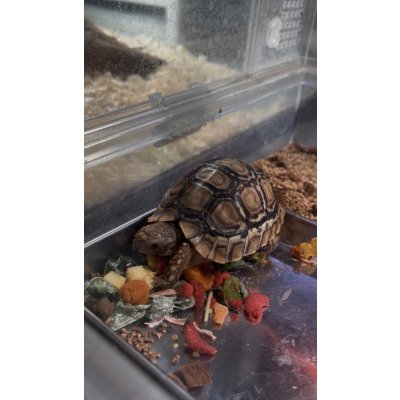 画像1: ヒョウモンガメ☆ベビー