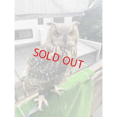 画像1: ベンガルワシミミズク