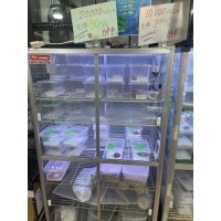 イベント中★コーンスネーク　各種　¥4,400〜