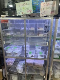 イベント中★コーンスネーク　各種　¥4,400〜