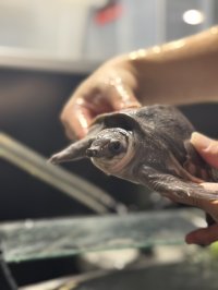 すっぽんモドキ