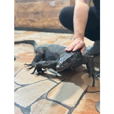 画像4: サルバトールモニター  メラニスティック　180cm ベタ慣れ