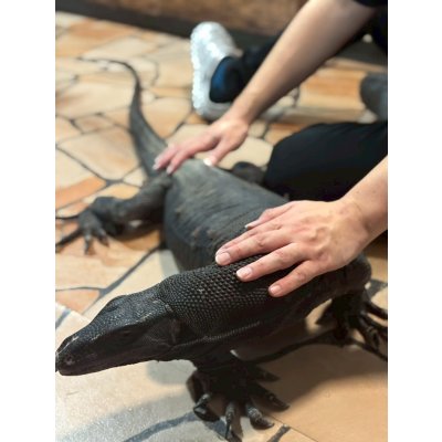 画像5: サルバトールモニター  メラニスティック　180cm ベタ慣れ