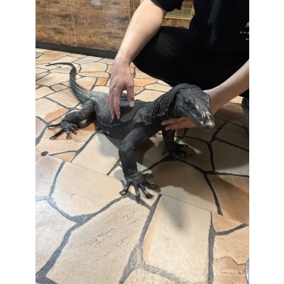 画像1: サルバトールモニター  メラニスティック　180cm ベタ慣れ