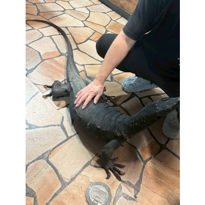 画像6: サルバトールモニター  メラニスティック　180cm ベタ慣れ