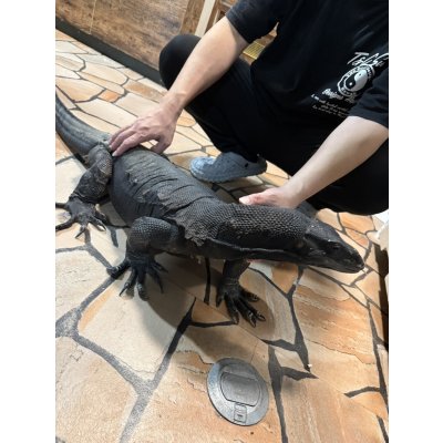 画像3: サルバトールモニター  メラニスティック　180cm ベタ慣れ