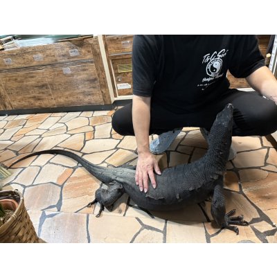 画像2: サルバトールモニター  メラニスティック　180cm ベタ慣れ