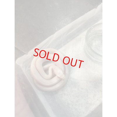 画像1: コーンスネーク　スノーパルメット