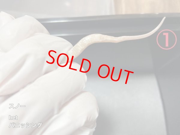 画像3: コーンスネーク　スノーhetバニッシングストライプ　メス(1) 尾曲り (3)