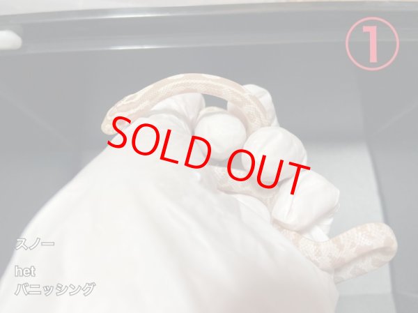 画像2: コーンスネーク　スノーhetバニッシングストライプ　メス(1) 尾曲り (2)