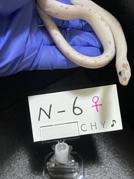 画像2: コーンスネーク　パルメットhetアメラニ　メス　N-6 (2)