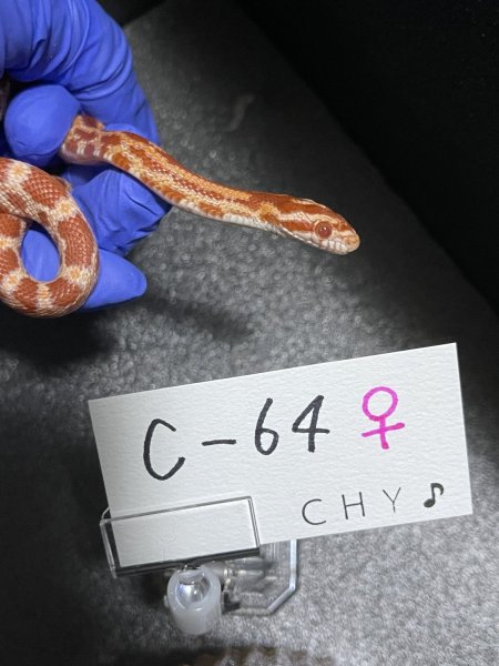 画像2: コーンスネーク　アメラニhetアネリ、ストライプ66%スケールレス　メス　C-64 (2)