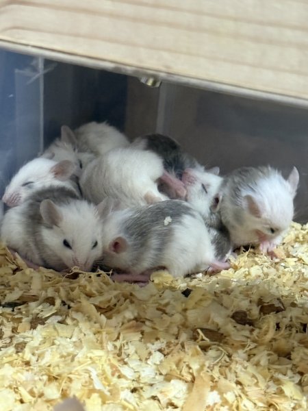 画像2: ヤワゲネズミ (2)