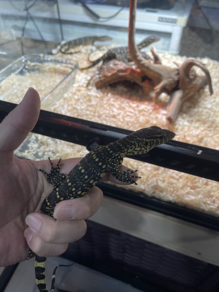 画像1: ナイルモニター (1)