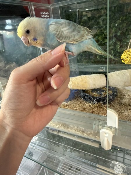 画像1: セキセイインコ (1)