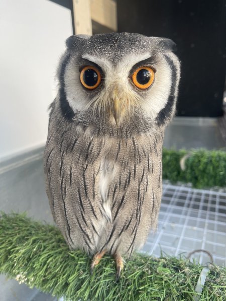 画像2: アフリカオオコノハズク (2)