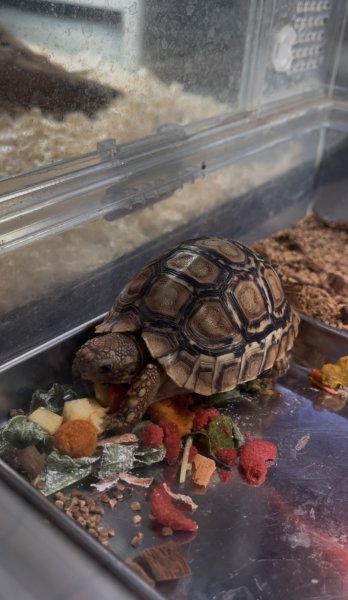 画像1: ヒョウモンガメ☆ベビー (1)